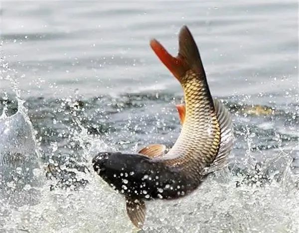 山西有看头|《美食篇》之河曲开河鱼