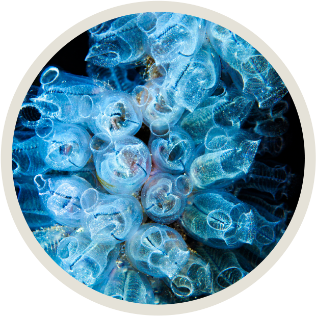 受海鞘启发这家新锐公司通过反式剪接编辑rna外显子重新定义rna疗法