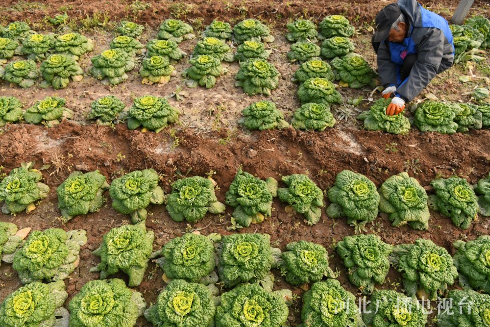 大力发展香菜,黄心菜,生菜,甘蓝等特色产业种植,带动当地农民就业增收