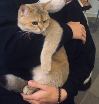 你家猫为什么不让抱?该反思一下自己了