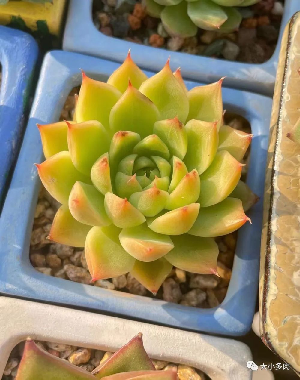 如新绣罗裙见这艳红沐秋雨生秋香之色看那橙黄中透绿应和着秋日的艳丽