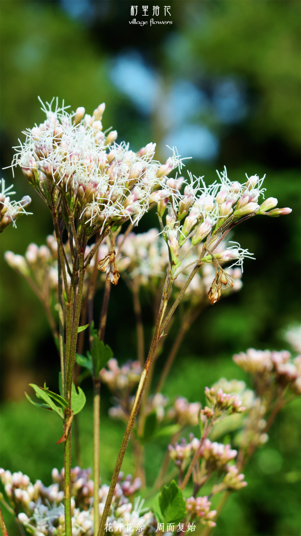 "佩兰"纫秋兰以为佩,它才是真君子.