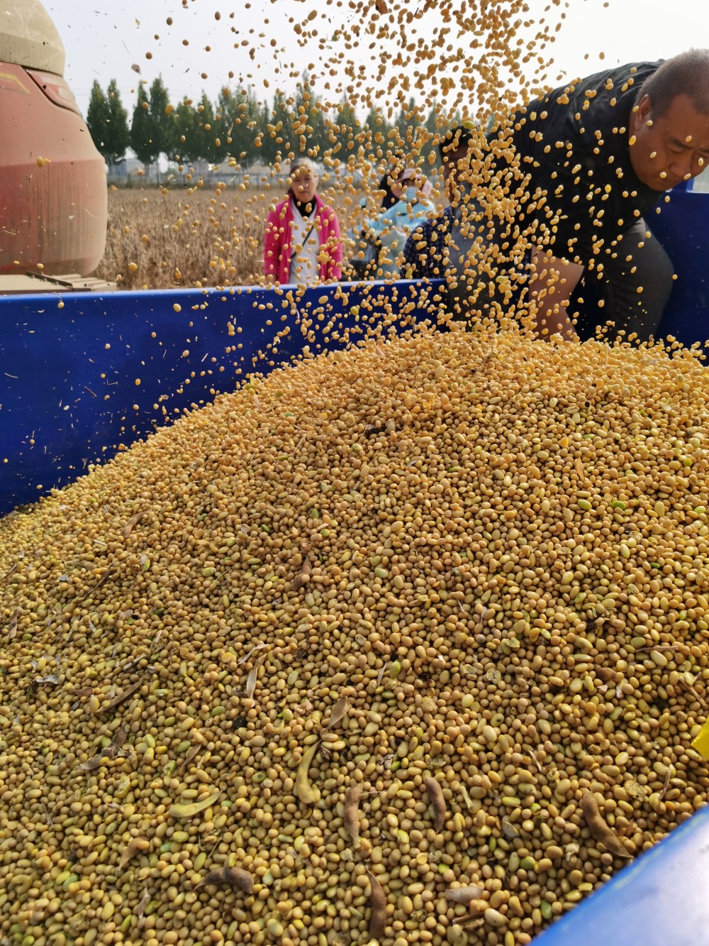 十五年育成一个品种 低豆腥味高产大豆实测亩产545斤_腾讯新闻