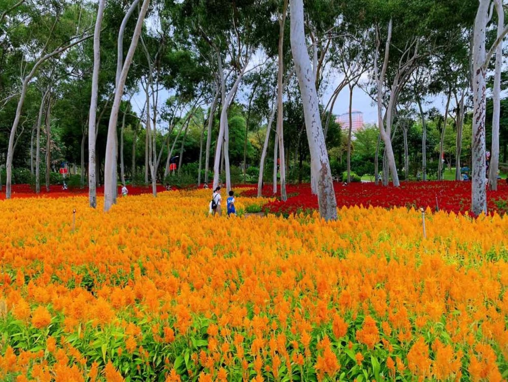 廈門忠侖公園鳳尾花,向日葵,三角梅齊綻放,萬花迷人眼,你來不_騰訊