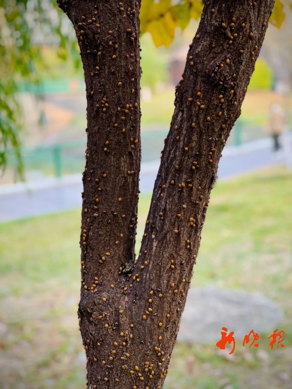 花大姐图片 咬一口图片