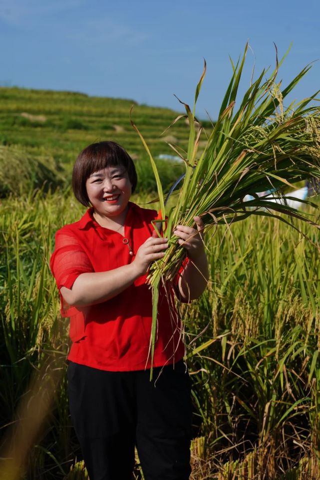 【周末栏目】谢春艳的"稻米经"_腾讯新闻