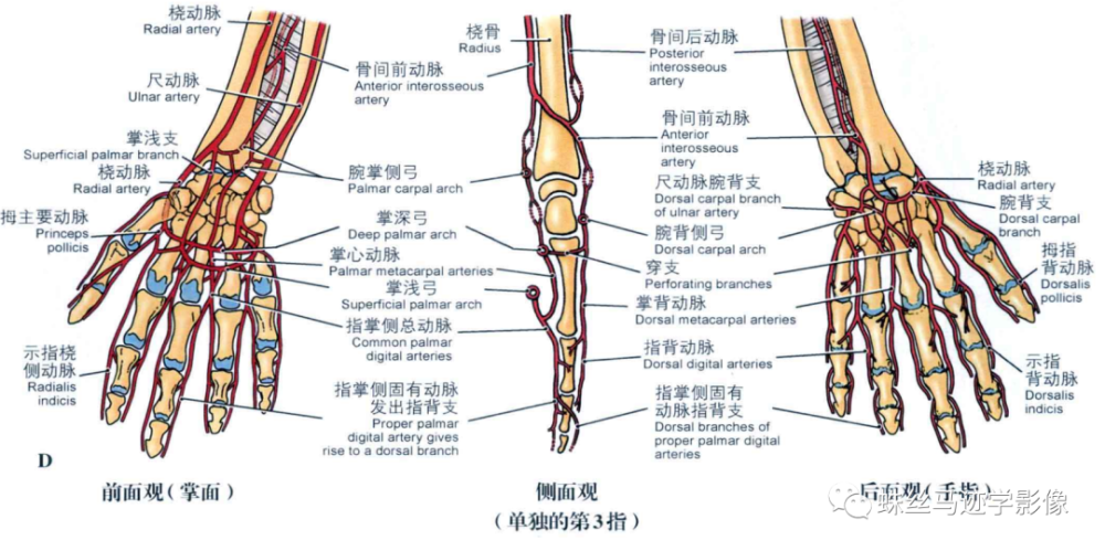 鎖骨下動脈上肢動脈的解剖