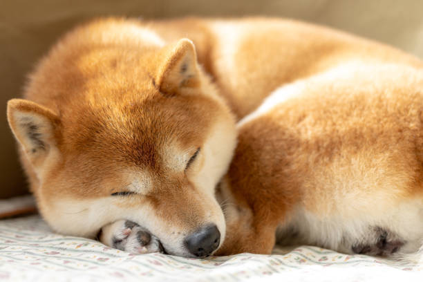 柴犬呕毛勿掉以轻心 4个方法预防 毛球症 腾讯新闻