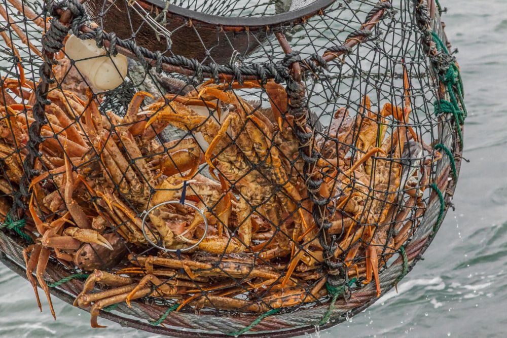 阿拉斯加雪蟹骤减数十亿，过度捕捞还是气候变暖？实况足球莱万和苏亚雷斯省考职位2021岗位表下载