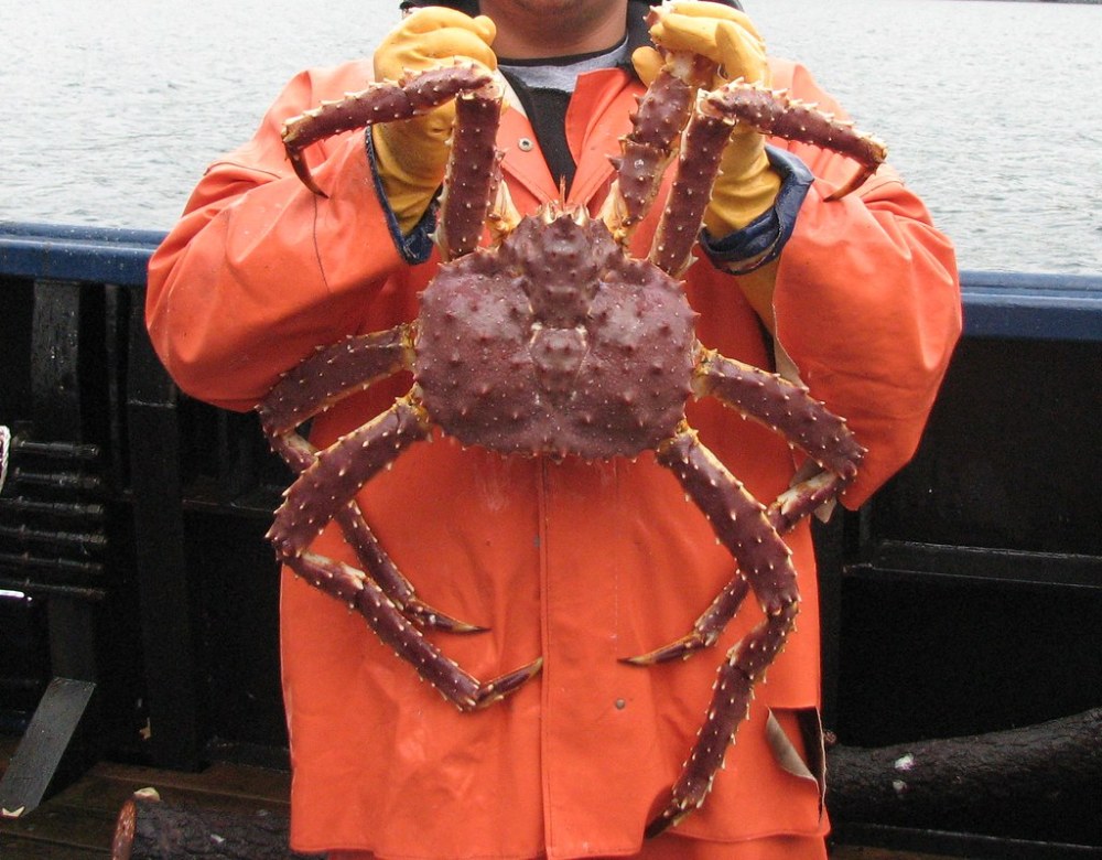 阿拉斯加雪蟹骤减数十亿，过度捕捞还是气候变暖？