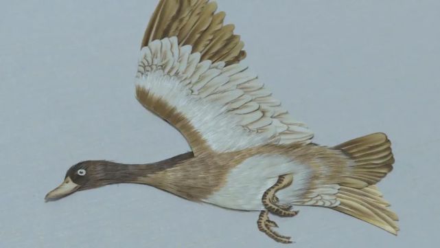 芦花飞雪 鸟类天堂|刘永乐:留存白洋淀岁月芳华 芦苇画记录生态环境