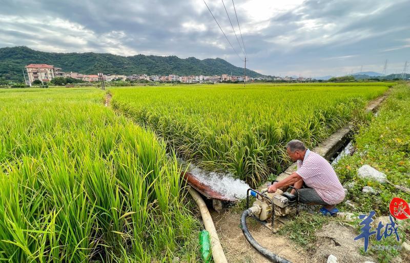 10月17日,在广州市从化区鳌头镇,农户在冷空气来临前对晚稻田灌水
