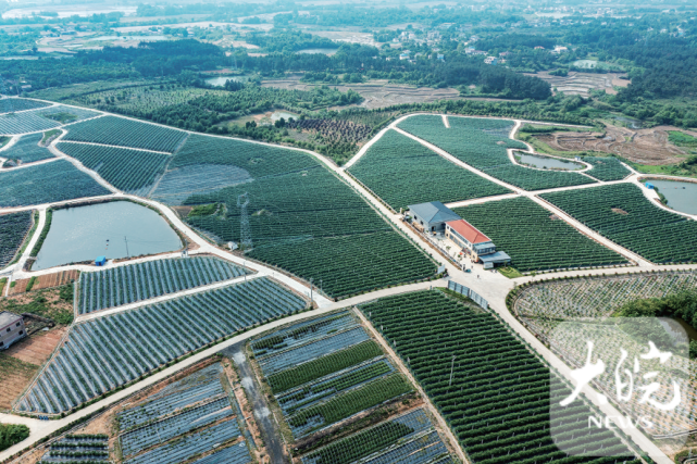 怀宁蓝莓享誉全国.走进怀宁,一幅幅美不胜收的生态画卷让人惊叹.