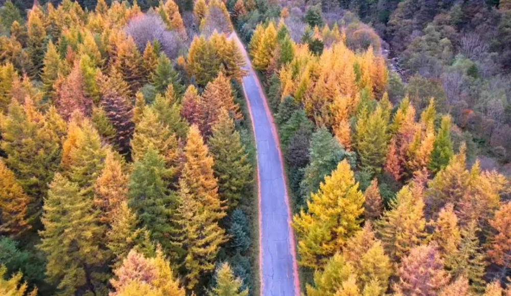 好似渾然天成的調色盤山林由金黃橙紅主導向下俯瞰行駛在鳳縣山間秋天