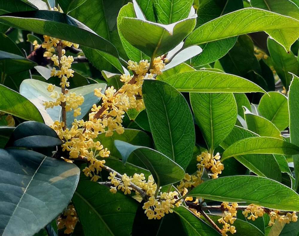 万株桂花绽放 桂林迎来清香桂花季_腾讯新闻