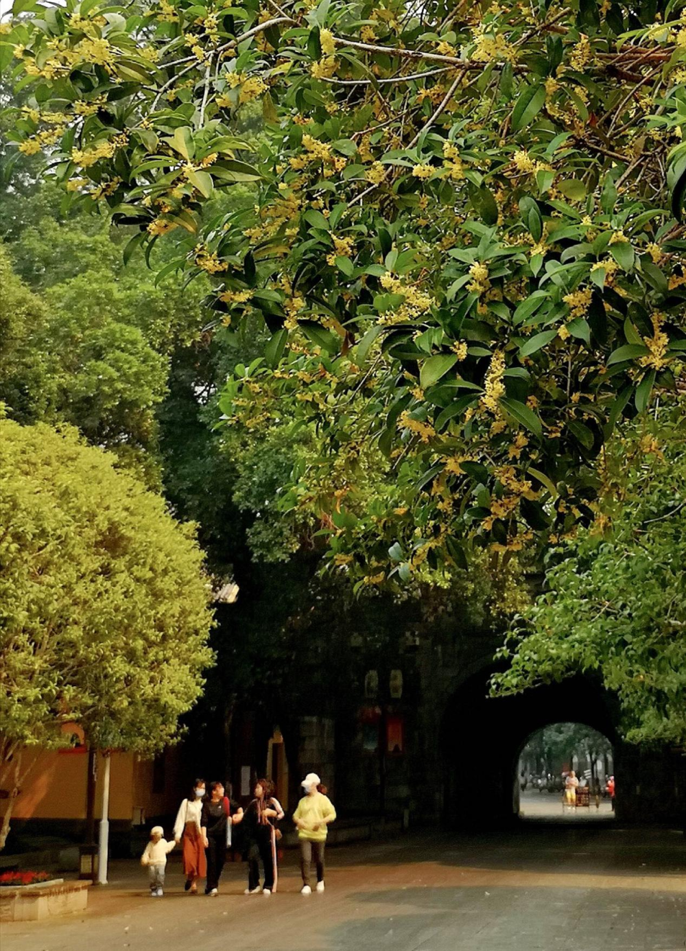 万株桂花绽放 桂林迎来清香桂花季