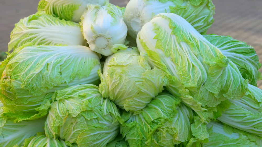 微变化里看孙吴地产秋菜大量上市囤出满满幸福感