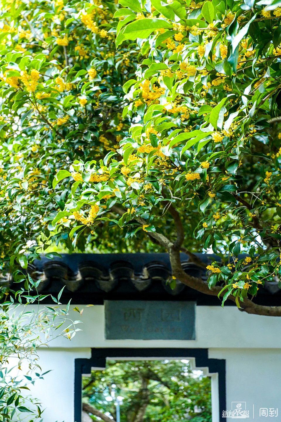 又到桂花盛放时,桂林公园满园尽是桂花香|晨镜头_腾讯新闻