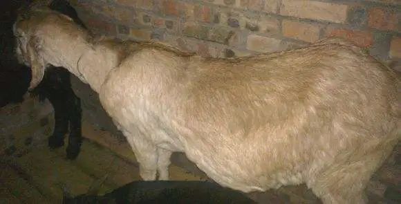 【动植物检疫】浅谈"绵羊痘"与"山羊痘"_腾讯新闻