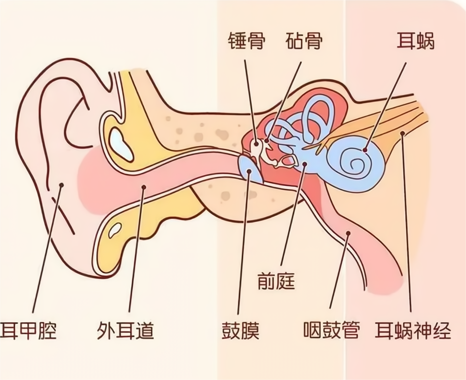 巴瑤族人為捕魚戳穿耳膜脾臟增大卻依舊無法適應現代社會