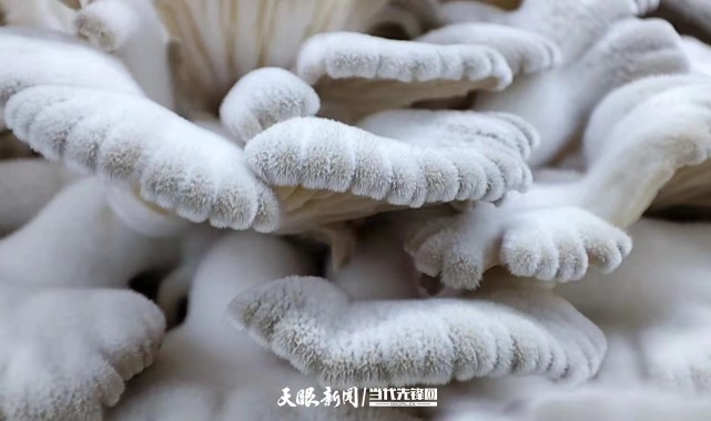 二十大时光｜毕节农投菌业：种好白参菌 闯出大市场_腾讯新闻