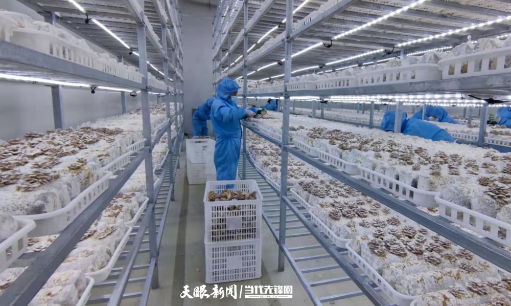 二十大时光毕节农投菌业种好白参菌闯出大市场