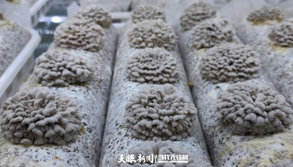 二十大时光｜毕节农投菌业：种好白参菌 闯出大市场_腾讯新闻