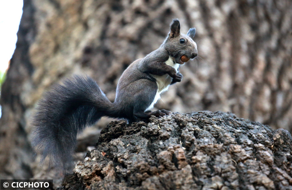 一只松鼠准备将寻觅到的坚果掩埋起来,为冬季储藏食物