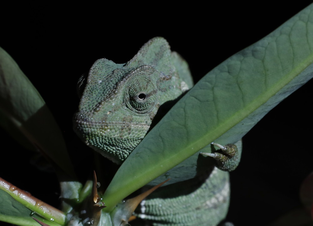 (外代二线)高冠变色龙_腾讯新闻