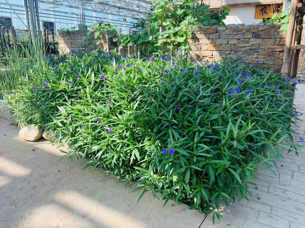 藍花草種植在農隱居小屋外,無論從哪個角度看,都能讓人感到春光明媚