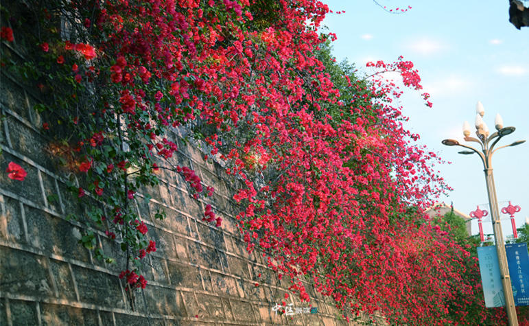 玩转内江丨看"瀑布"!内江的这片三角梅开了_腾讯新闻
