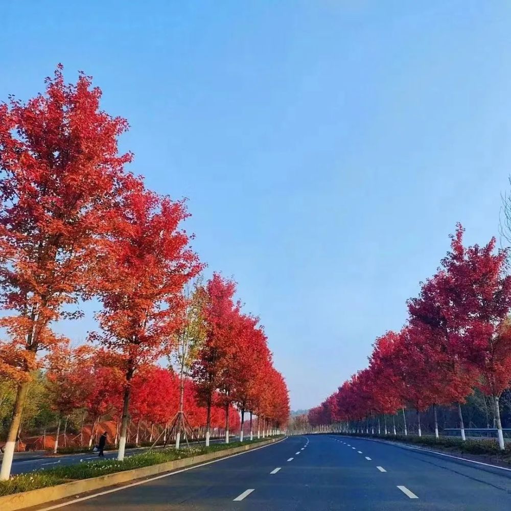 枫叶红了!"红枫大道"打卡走起_腾讯新闻