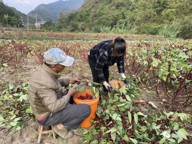 浦江這個地方的洛神花進入成熟採摘期