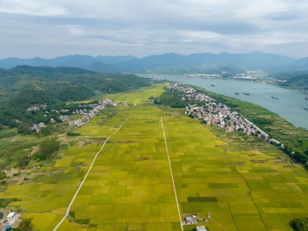 航拍|六都上六:金色田园 稻花飘香_腾讯新闻