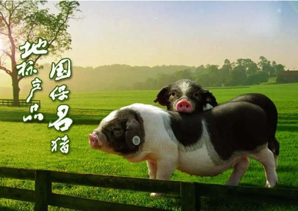 中国四大名猪之一宁乡花猪.
