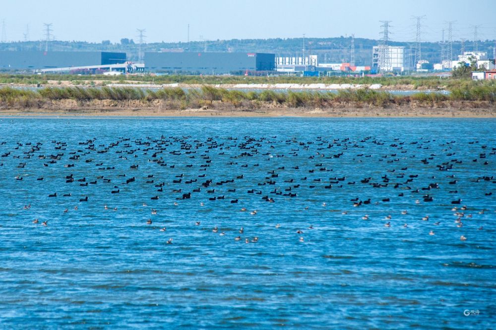 青岛胶州湾河套湿地秋景:鱼虾成群 水鸟扎堆_腾讯新闻
