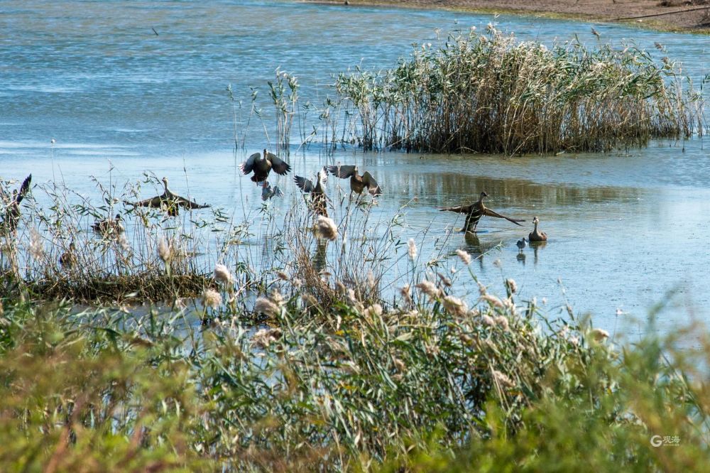 青岛胶州湾河套湿地秋景:鱼虾成群 水鸟扎堆_腾讯新闻
