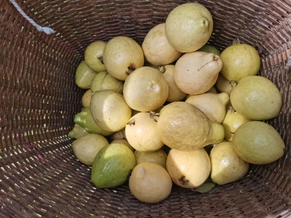 快来腾冲吃"老缅桃"啦!_腾讯新闻