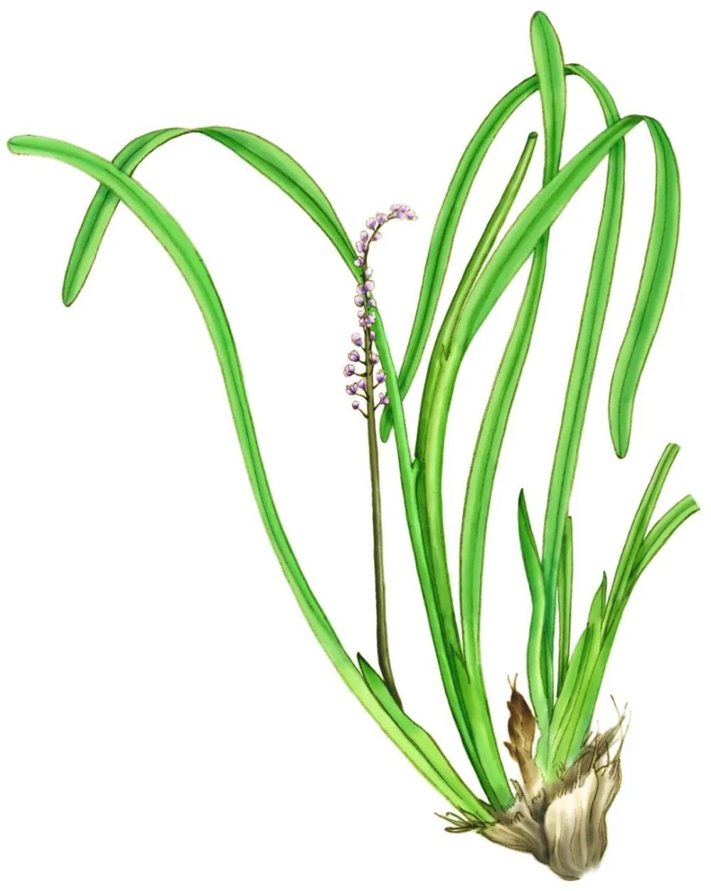 来尝尝山海经里的菜干净又卫生