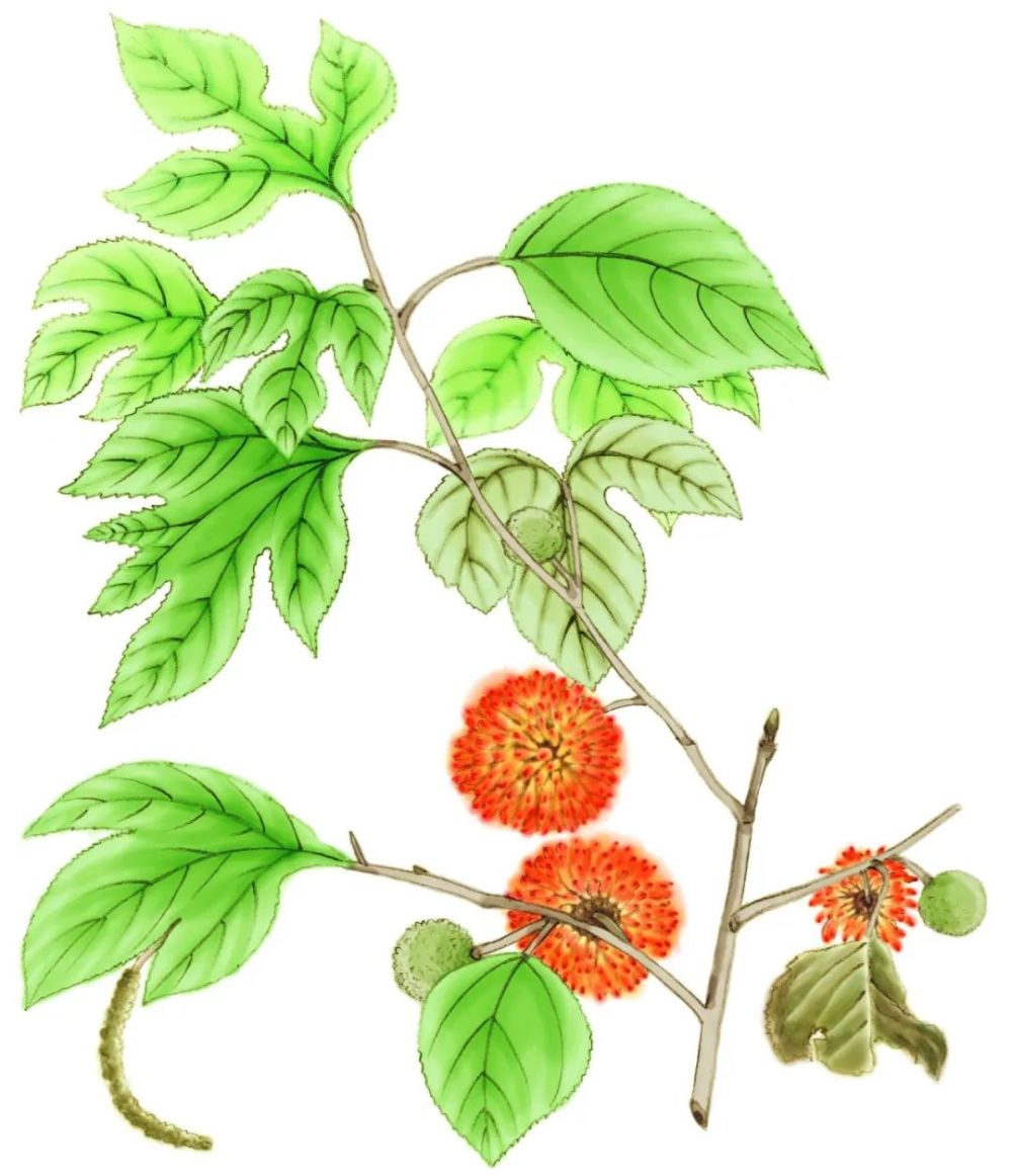 "榖"通常被认为就是楮树,也叫构树,中国的南方北方到处可见,生命力如