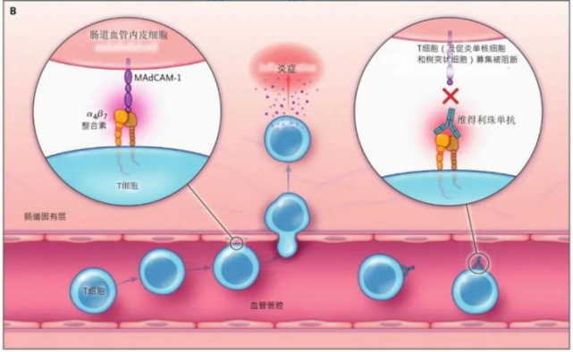 "诺奖风向标"都在关注的整合素研究,为ibd治疗带来新突破!