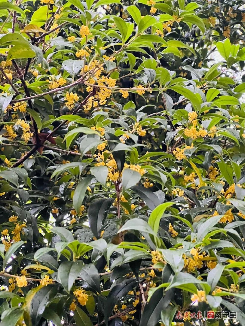 秋意渐浓，桂花飘香！南宁这些地方可以赏桂花啦_腾讯新闻