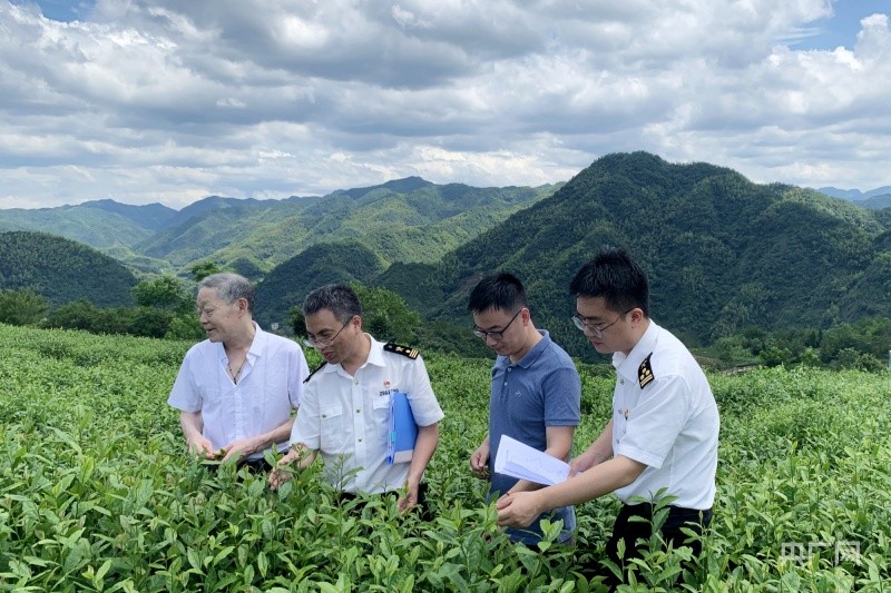 占世界茶叶总贸易量约14,而浙江绿茶出口量占全国40%以上,位居各省第