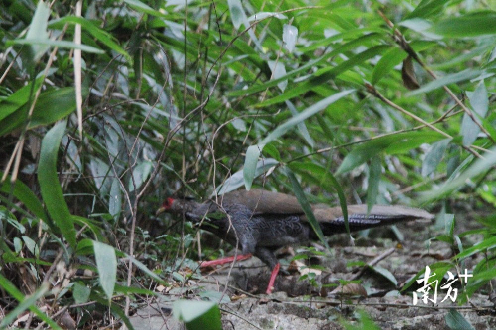 "省鸟"白鹇驻足揭阳市区_腾讯新闻