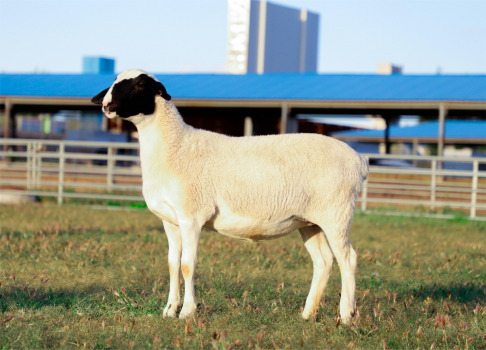 【喜讯】乌兰察布市自主培育品种"杜蒙羊",已通过国家畜禽遗传资源