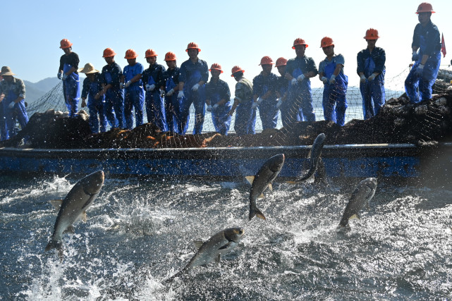 浙江:千岛湖巨网捕鱼迎丰收