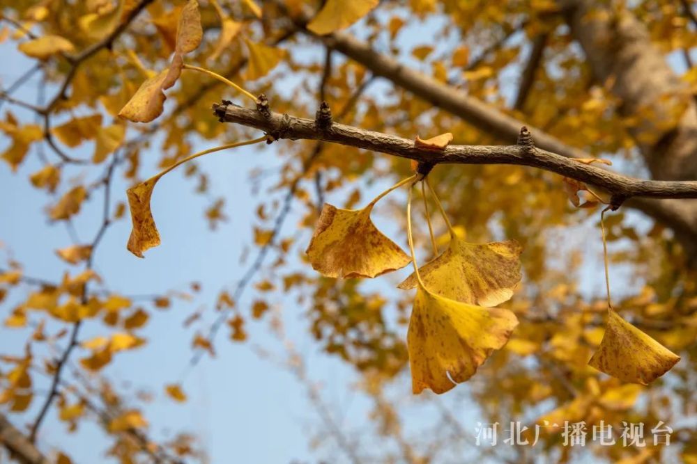 十月千年秀林秋色如画