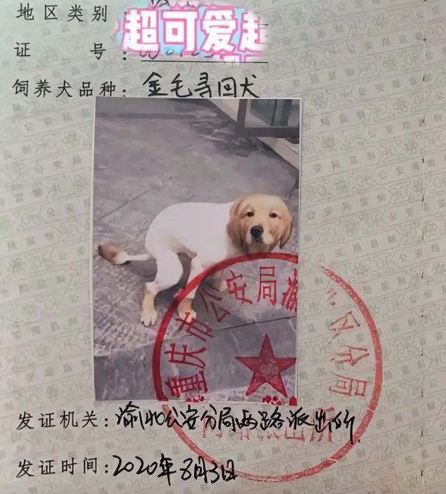 女子好心给金毛办狗证,选用的照片却被嘲笑了:真不是故意的呀