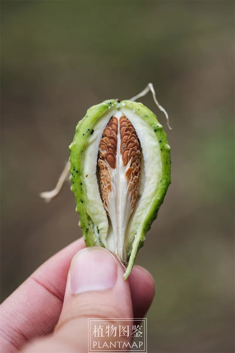 一次见到萝藦时就被它的果实所吸引:拨开它尚未成熟的果壳,扁平的种子