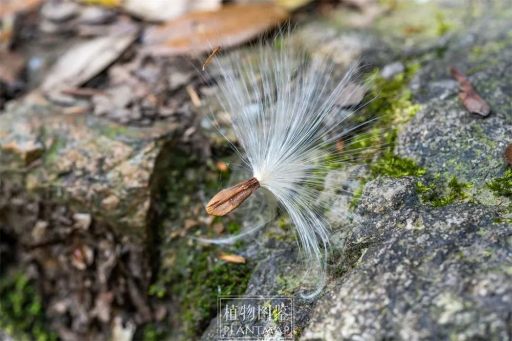 萝藦丨芄兰之支,童子佩觿(xī)_腾讯新闻